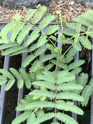 Albizia julibrissin