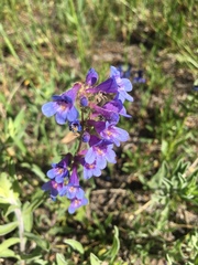 Penstemon
