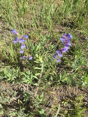 Penstemon