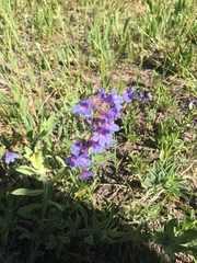 Penstemon