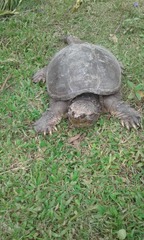Chelydra rossignonii