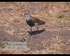 Vanellus chilensis
