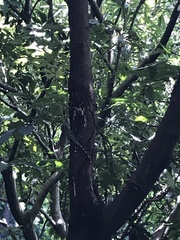 Agamidae