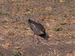 Vanellus chilensis