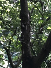 Agamidae