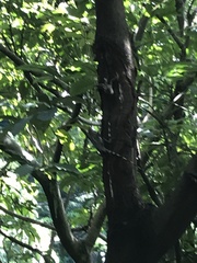 Agamidae