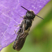 Scissor Bees - Photo (c) Nigel Jones, some rights reserved (CC BY-NC-ND)