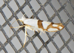 Argyresthia oreasella
