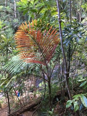 Chambeyronia divaricata