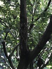 Agamidae