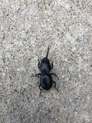 Pasimachus elongatus