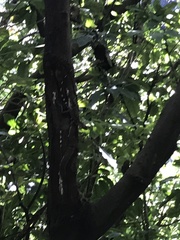 Agamidae