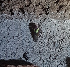 Balcanocerus provancheri