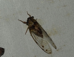 Diceroprocta tepicana