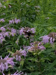 Bombus auricomus