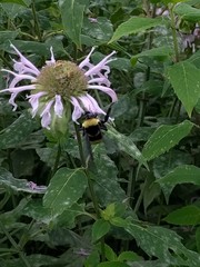 Bombus auricomus