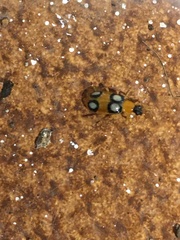 Diabrotica bioculata