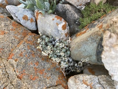 Draba oligosperma