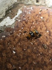 Diabrotica bioculata