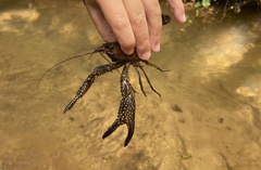 Procambarus spiculifer