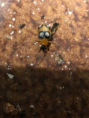 Diabrotica bioculata