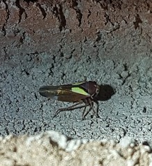 Balcanocerus provancheri