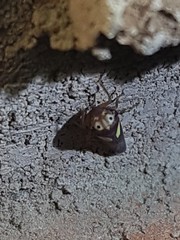 Balcanocerus provancheri