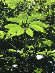 Heptapleurum heptaphyllum