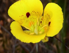Calochortus luteus