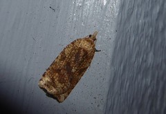 Planotortrix