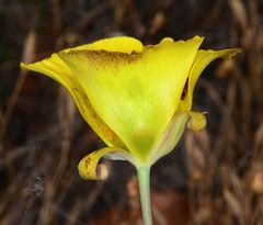 Calochortus luteus
