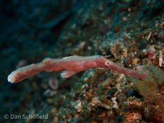 Solenostomus halimeda