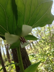 Trillium rugelii