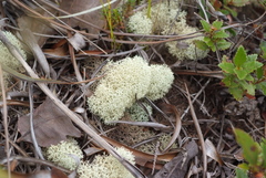Cladonia pycnoclada