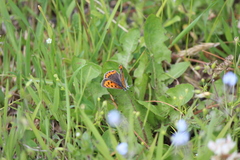 Lycaena phlaeas daimio