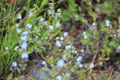 Myosotis sylvatica