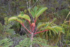 Cunonia macrophylla