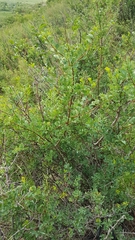 Spiraea aquilegifolia