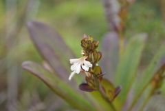 Scaevola beckii