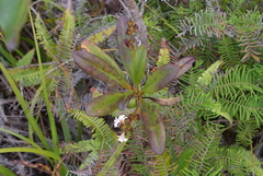 Scaevola beckii