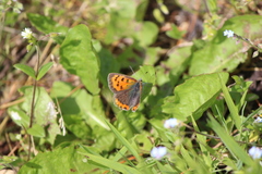 Lycaena phlaeas daimio