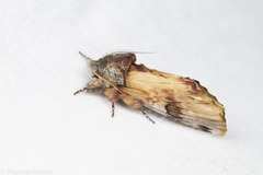 Ianassa pallida