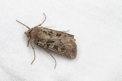 Agrotis vancouverensis