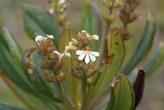 Scaevola beckii