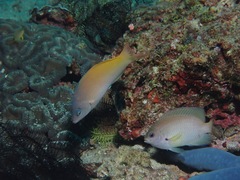 Halichoeres prosopeion