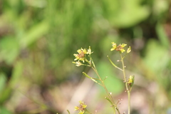 Rorippa indica