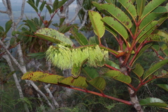 Cunonia macrophylla