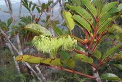 Cunonia macrophylla