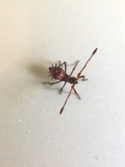 Coreus marginatus