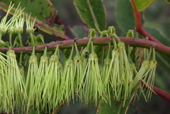 Cunonia macrophylla